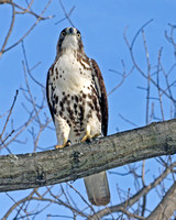 Hawk and Squirrel