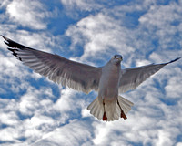 Gulls
