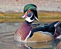 Waterfowl